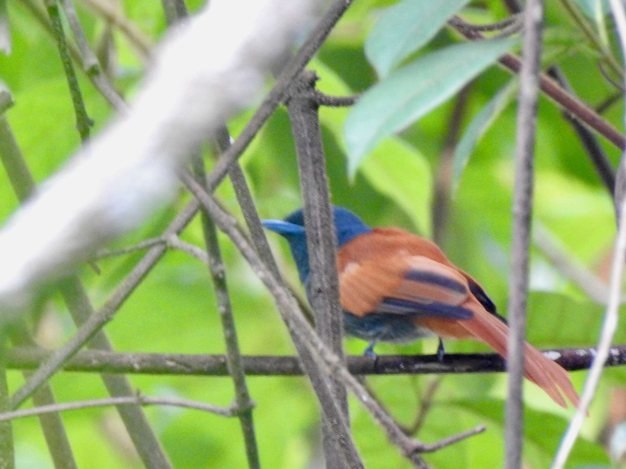 Image of Bates's Paradise Flycatcher