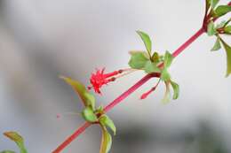 Image of Fuchsia thymifolia Kunth