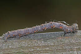 Image of Half-Wing