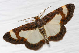 Image of Common Spring Moth