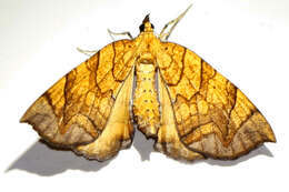 Image of Lesser Grapevine Looper Moth