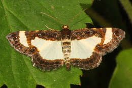 Image of Common Spring Moth