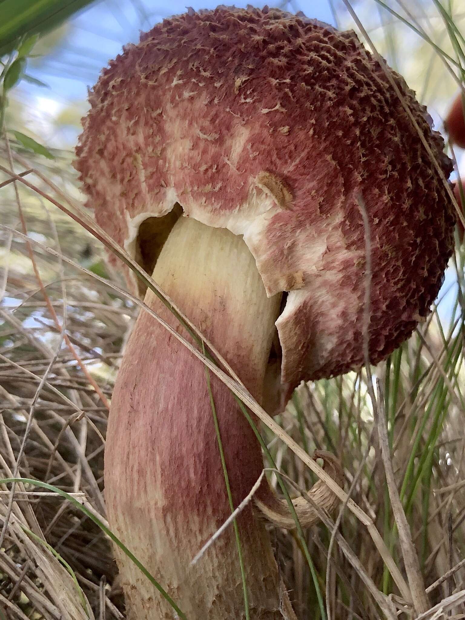 Sivun Boletellus emodensis (Berk.) Singer 1942 kuva