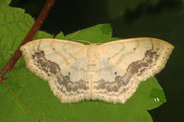 Image of Large Lace-border