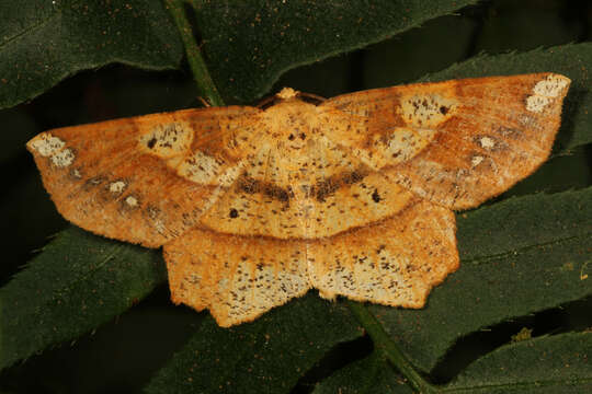 Image of Deep Yellow Euchlaena