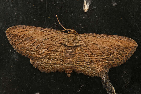 Image of Brown Bark Carpet