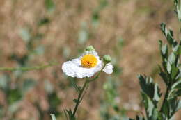 Image of Coulter's Matilija poppy