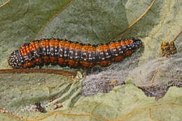 Image of Asimina webworm moth