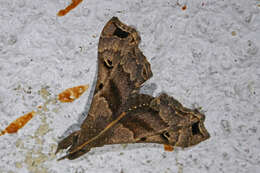 Image of Faint-spotted Palthis