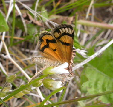 Image of <i>Drasteria petricola</i>