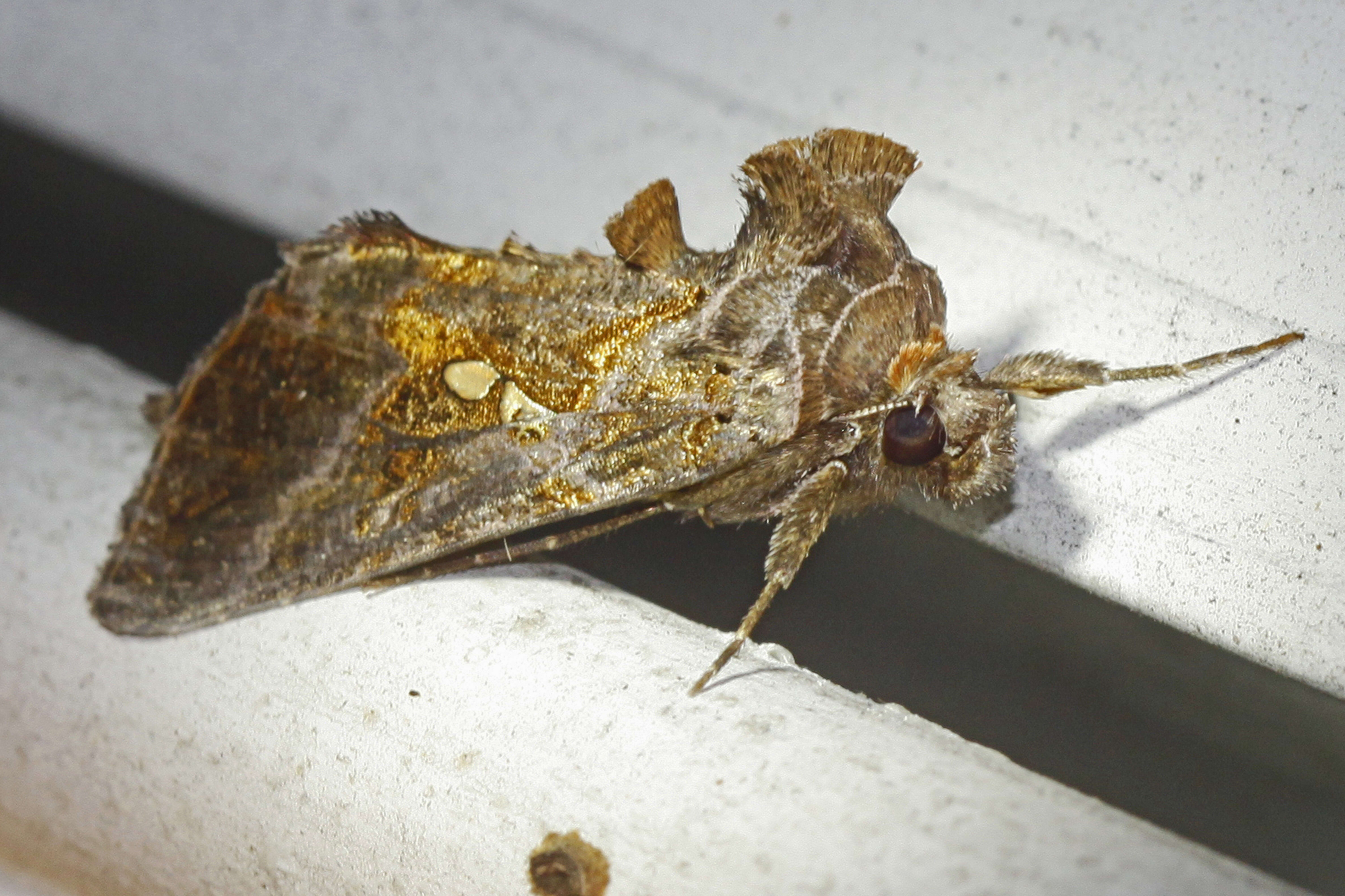 Image of Soybean Looper