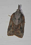 Image of Tufted Apple Bud Moth