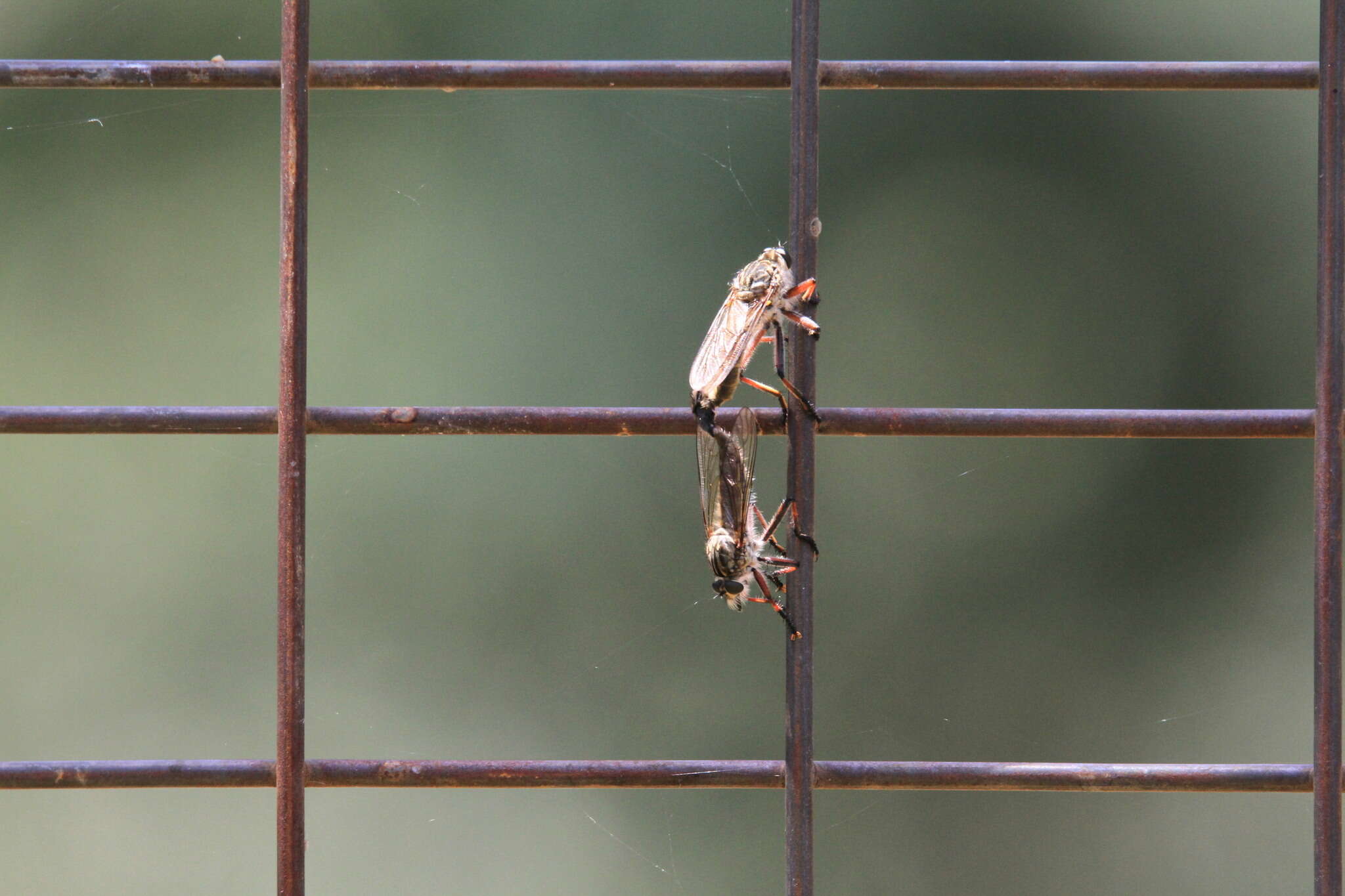 Image de Dolopus rubrithorax (Macquart 1838)