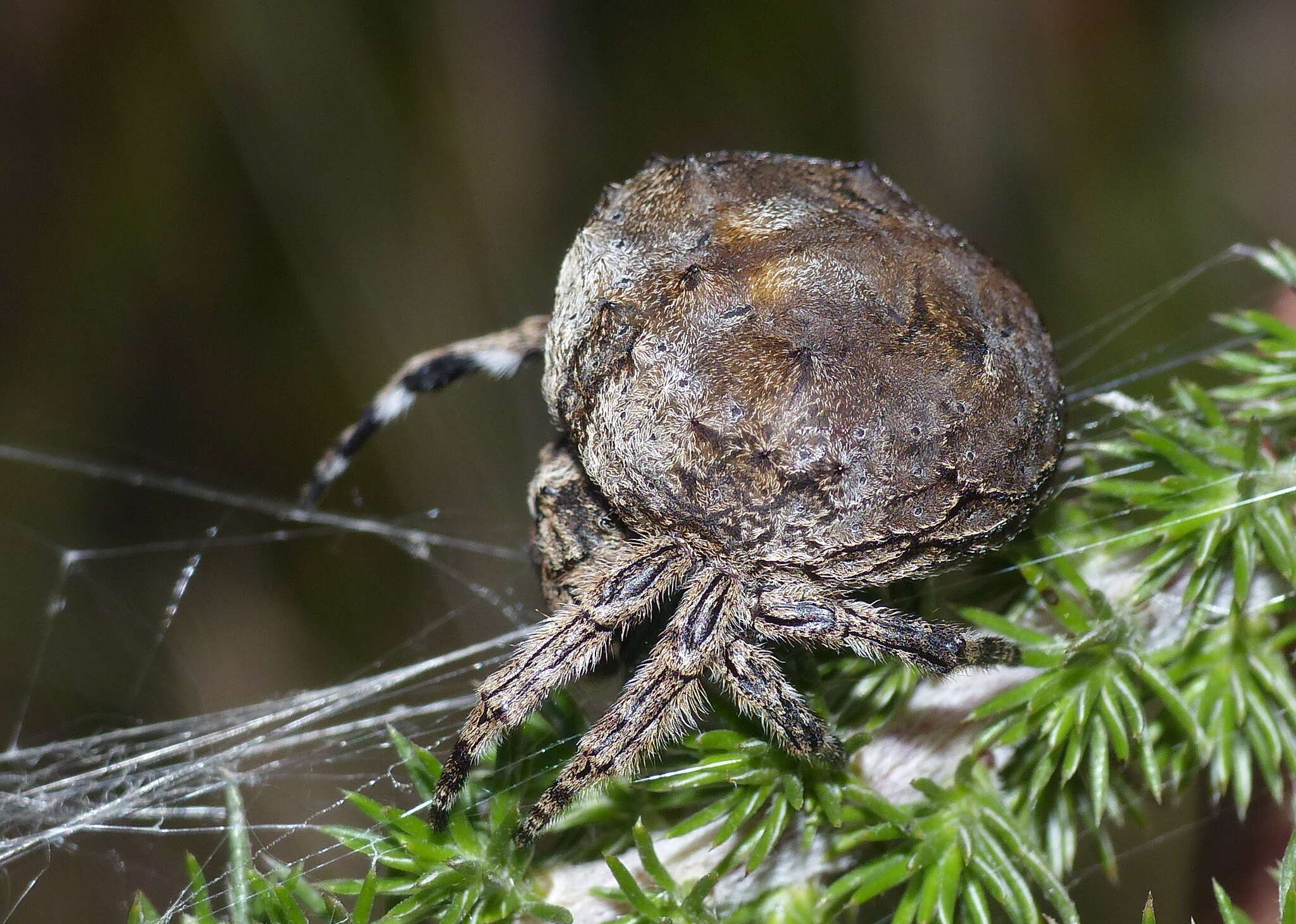 Imagem de Caerostris corticosa Pocock 1902