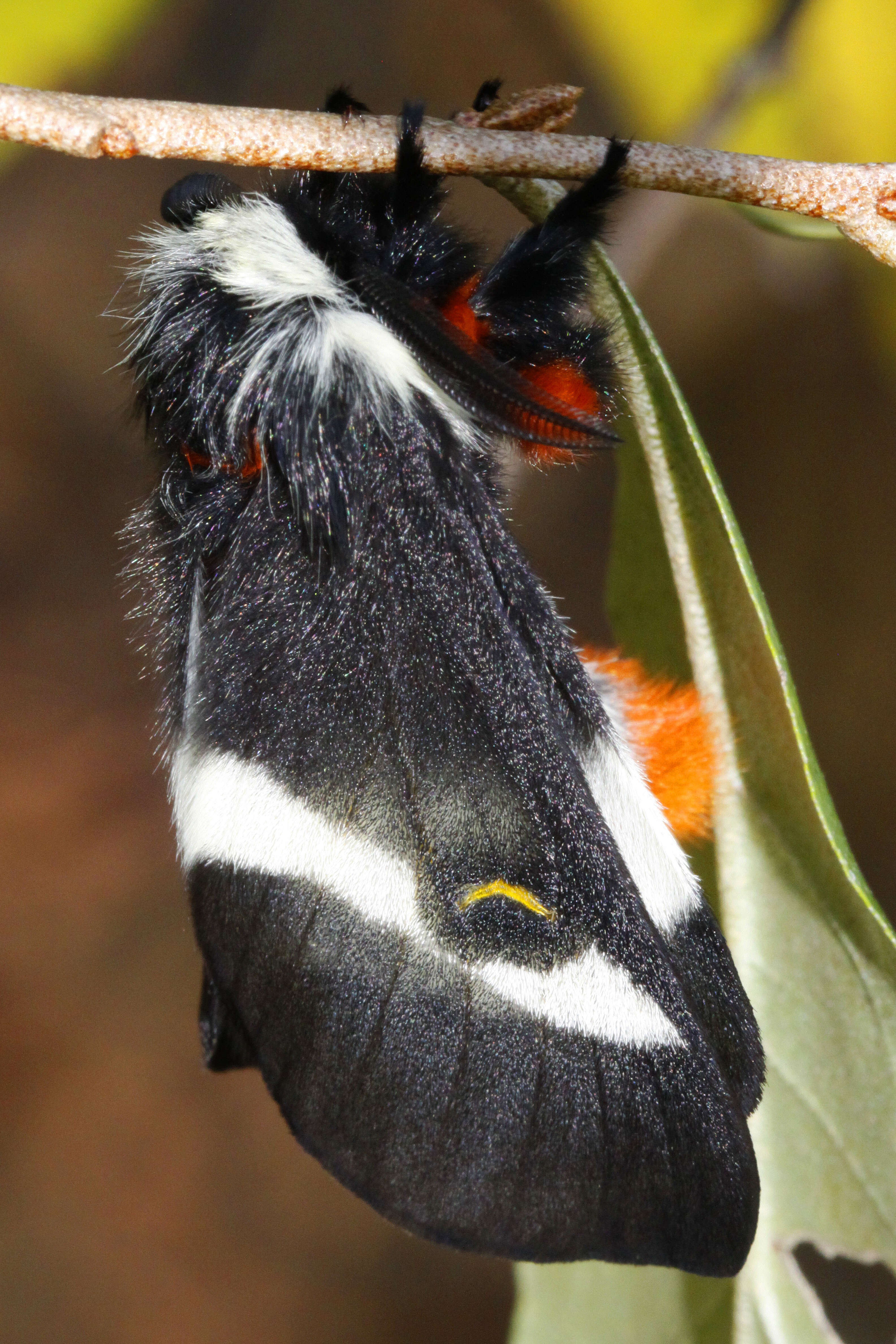 Image of Buck Moth