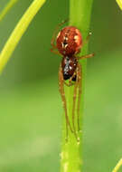 Image of Pachygnatha listeri Sundevall 1830