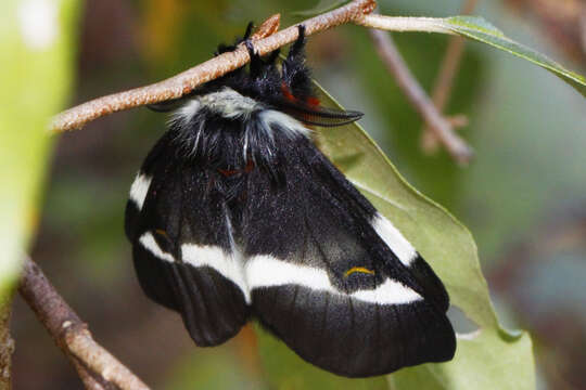 Image of Buck Moth