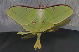 Image of Luna Moth