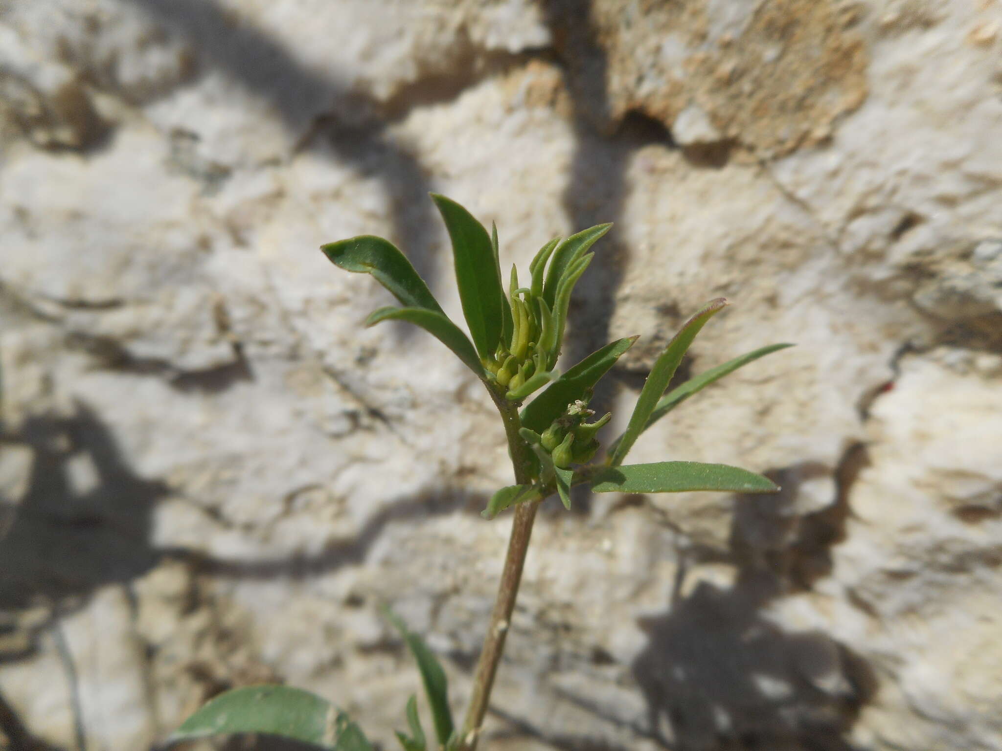 Image of Narrow-leaved Bird's-foot-trefoil