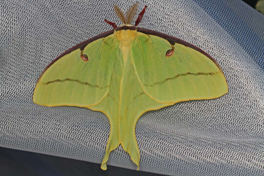 Image of Luna Moth