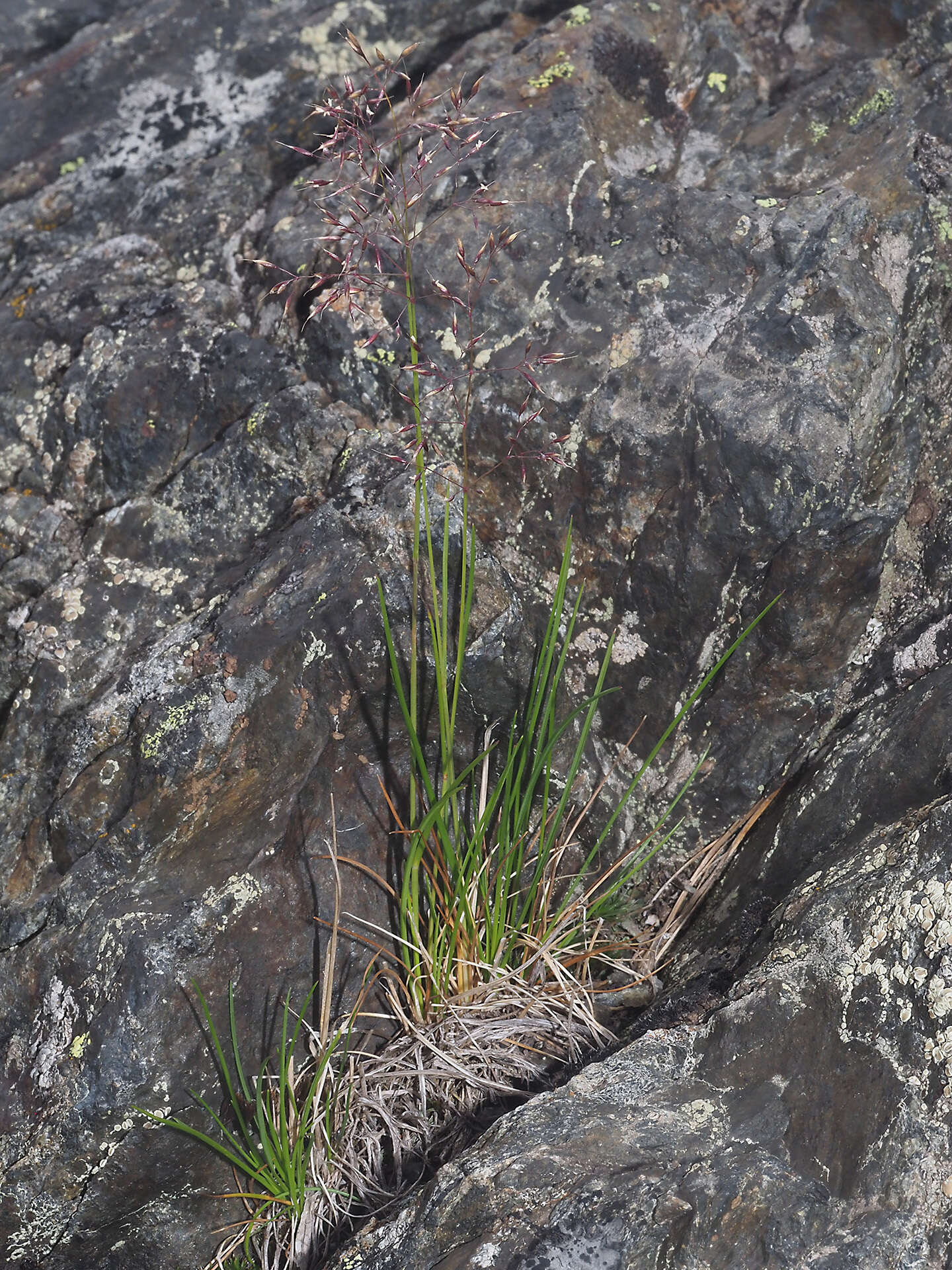 Imagem de Agrostis rupestris All.