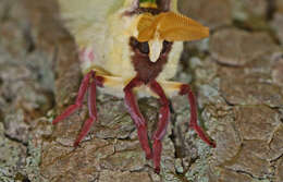 Image of Luna Moth