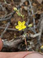 Image of glandular dwarf-flax