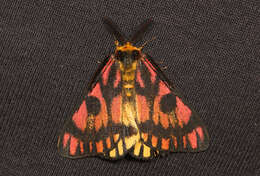 Image of Western Sheepmoth