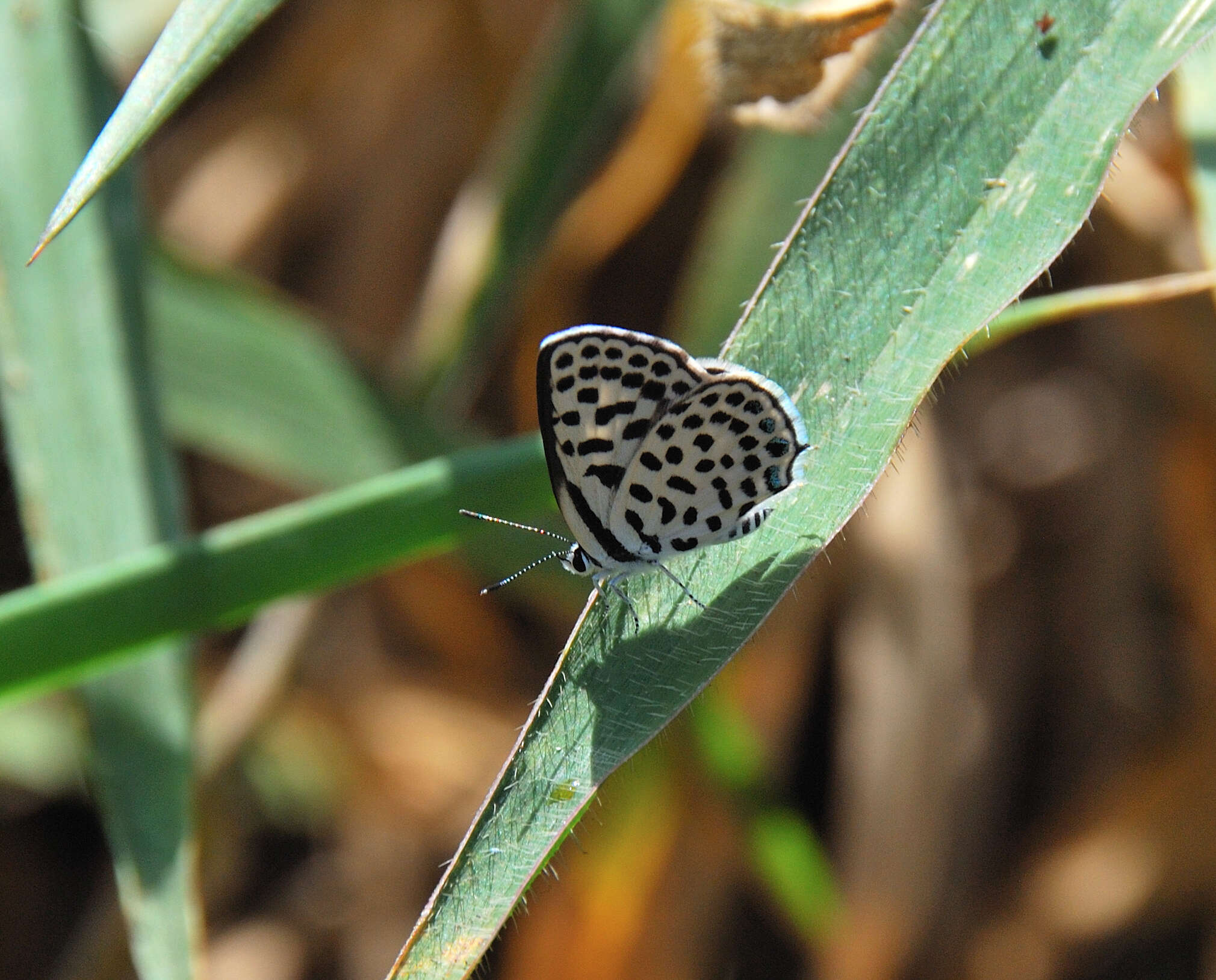 Image of <i>Tarucus <i>sybaris</i></i> sybaris