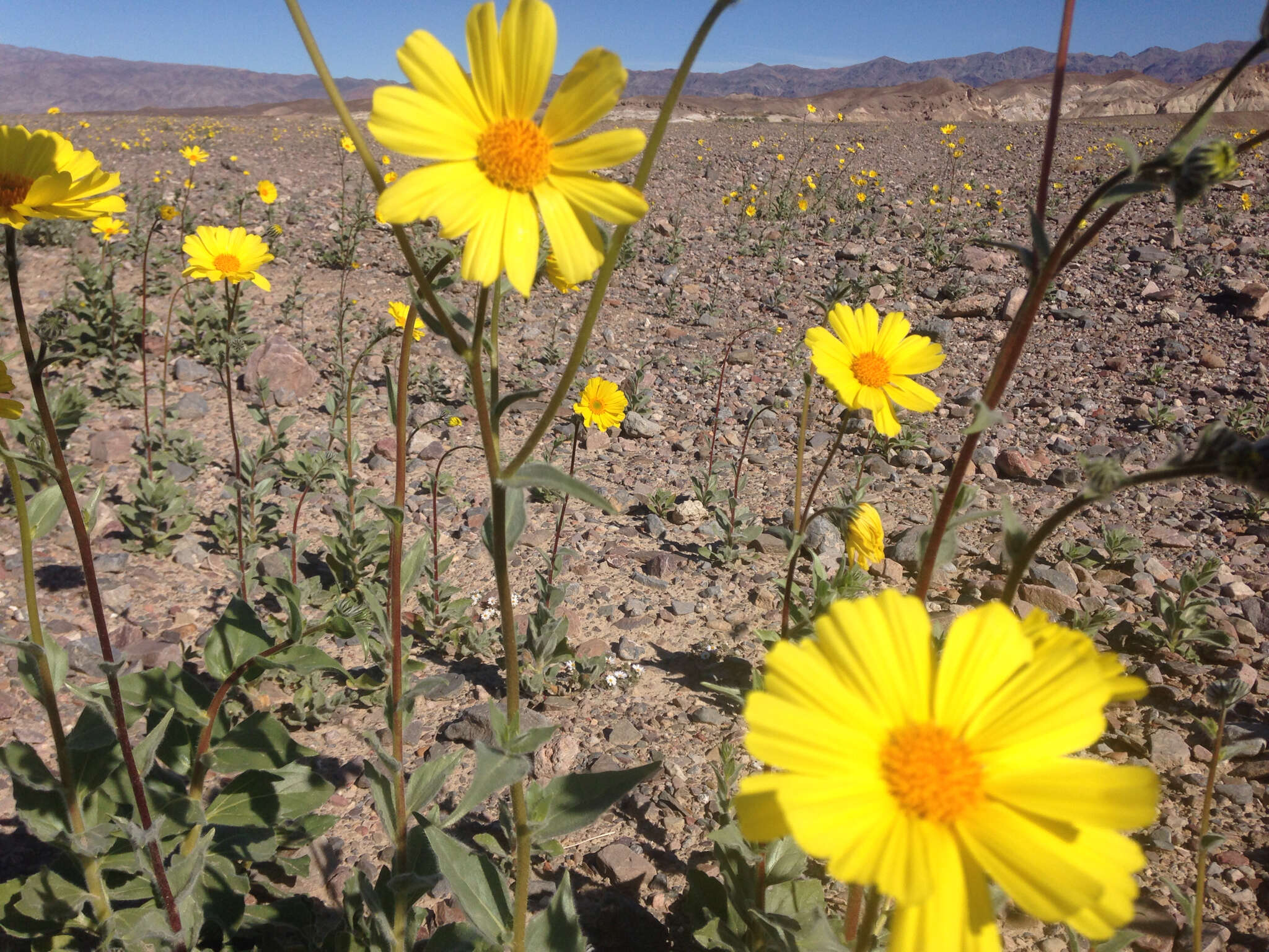 Image of hairy desertsunflower