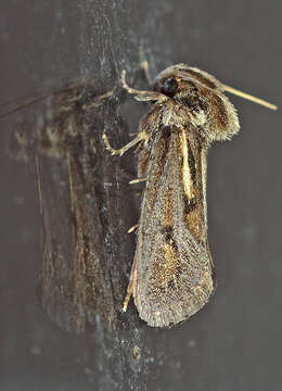 Image of Clemens' Grass Tubeworm Moth