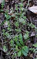 Image of Goosegrass