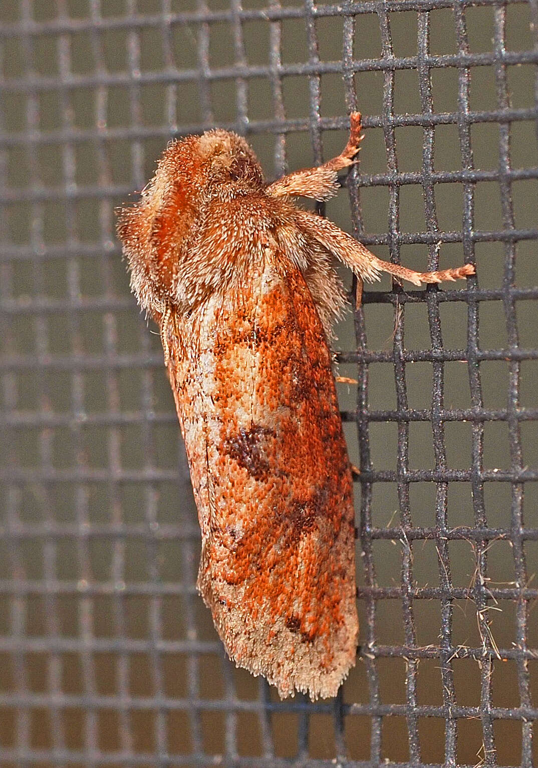 Plancia ëd Acrolophus plumifrontella