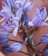 Image of Scilla monophyllos Link