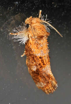 Image of Panama Grass-tubeworm Moth