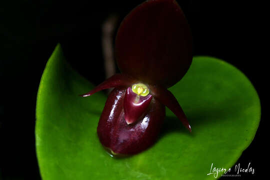 Image of Pleurothallis scotinantha