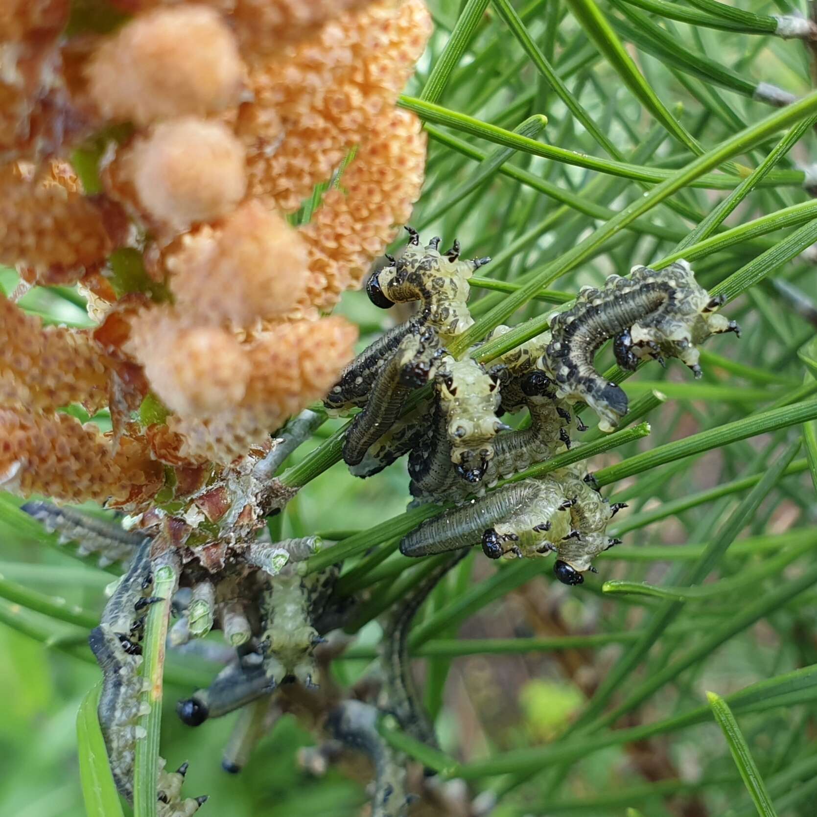 Plancia ëd Neodiprion sertifer (Geoffroy)