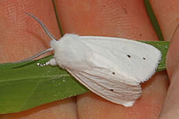 Imagem de Spilosoma virginica Fabricius 1798