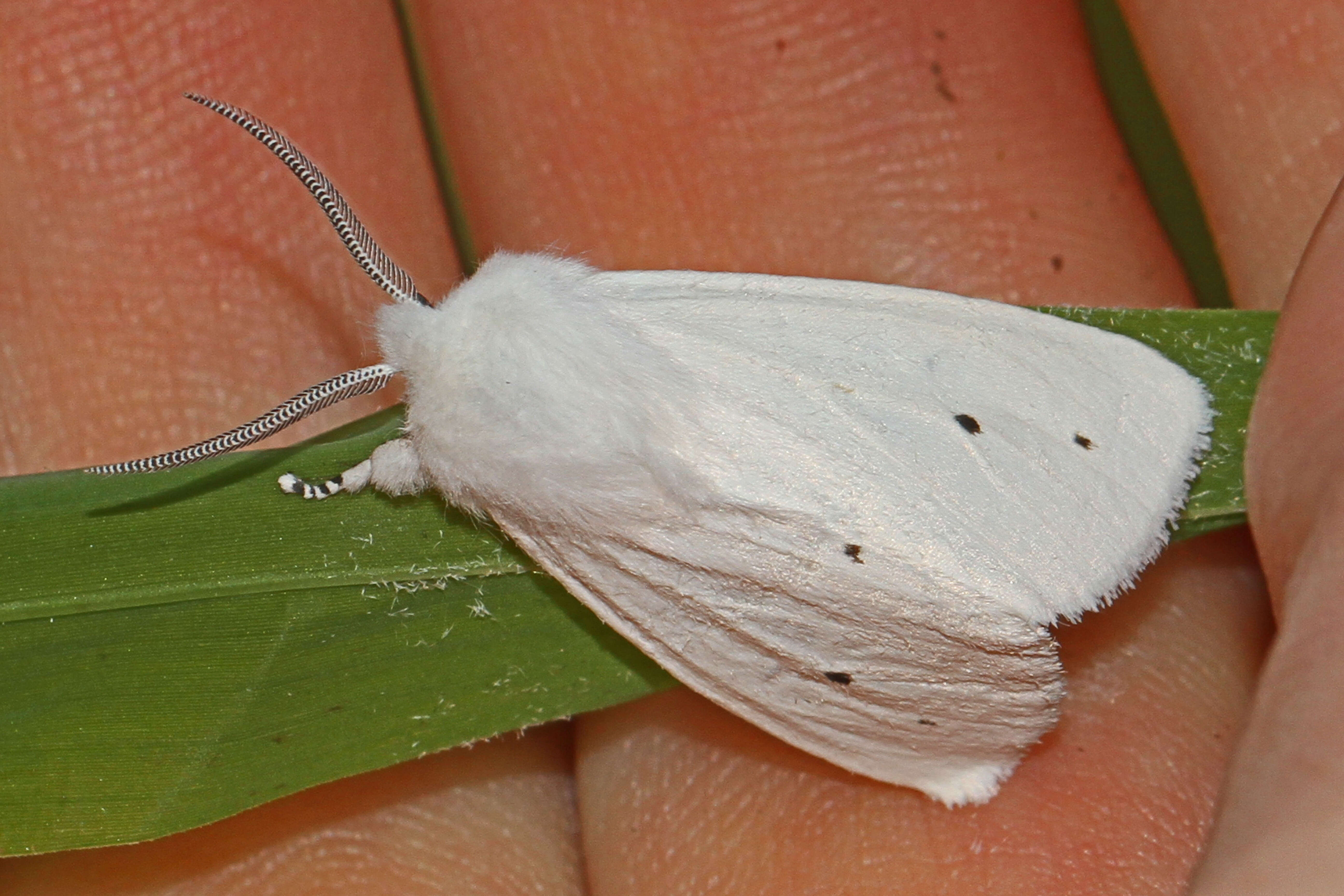 Image of Virginian Tiger Moth