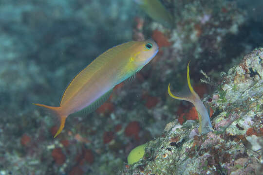 Image of Midas coralblenny