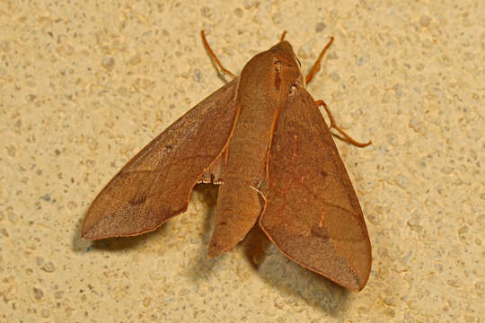 Image of Virginia Creeper Sphinx