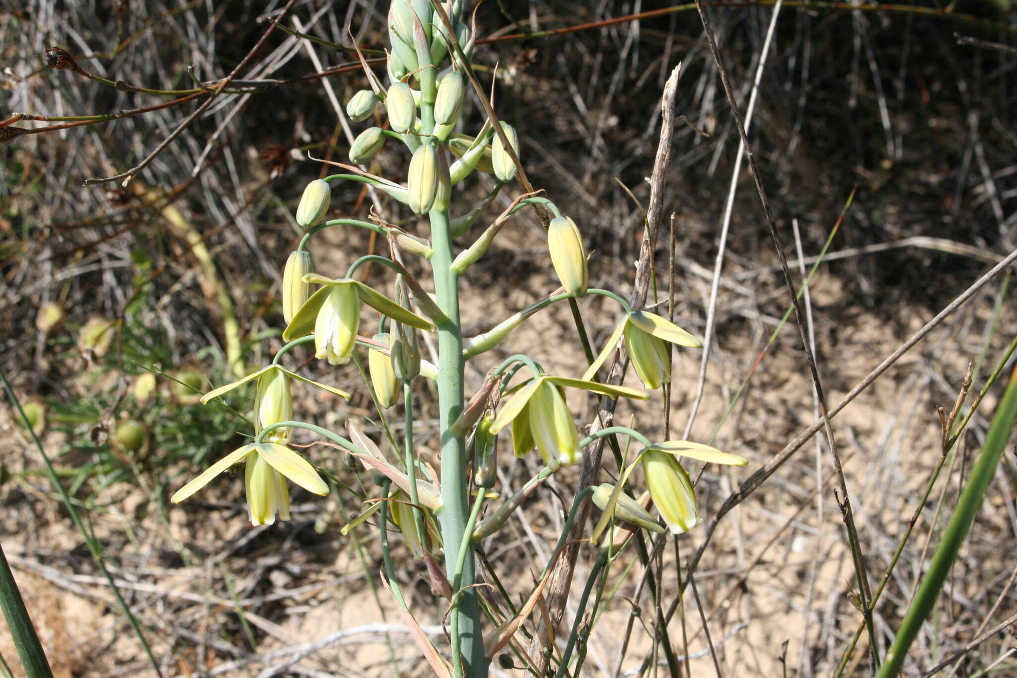 Imagem de Albuca paradoxa Dinter