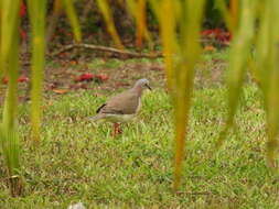 Image of Caribbean Dove