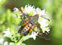 Image de Melittia cucurbitae Harris 1828