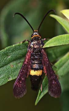 Image of The Boneset Borer