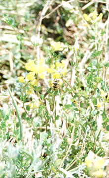 Image of Anthidium illustre Cresson 1879