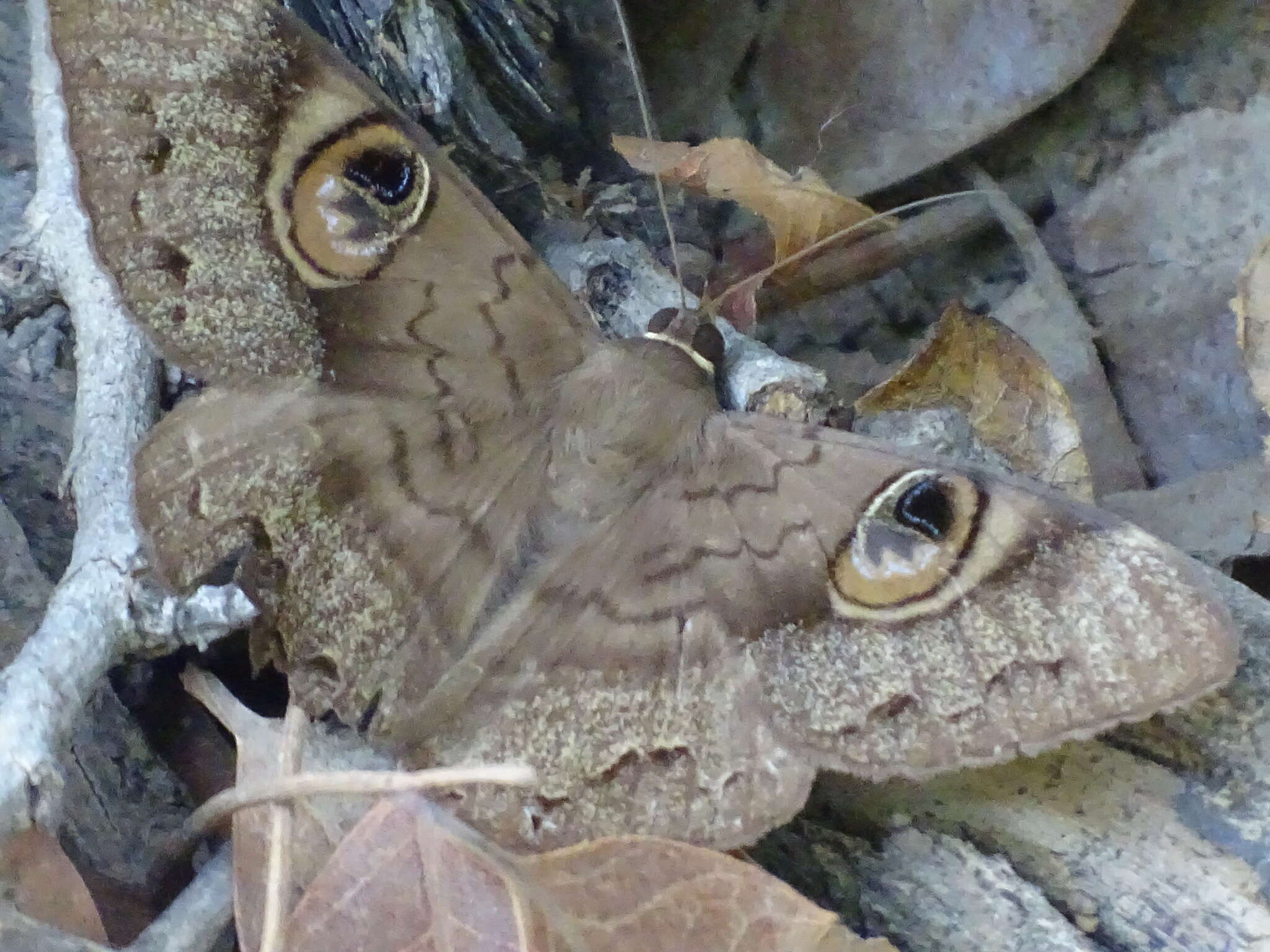 Image de Cyligramma fluctuosa Drury 1773