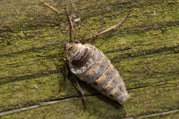 Image of Fall Cankerworm