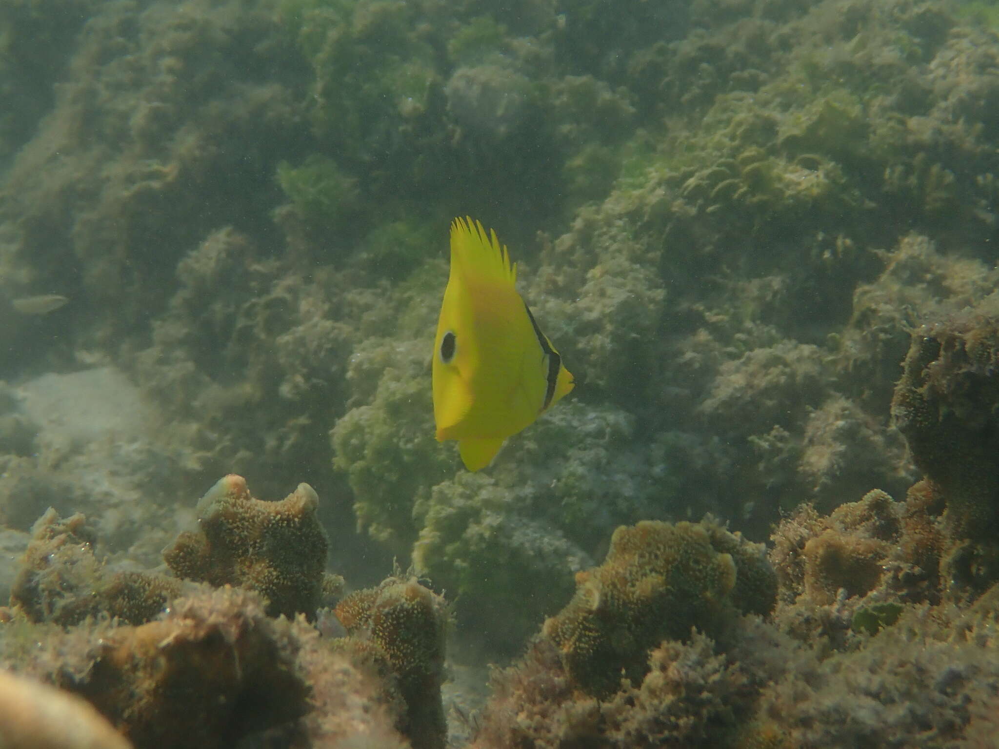 Image of Yellow Butterflyfish