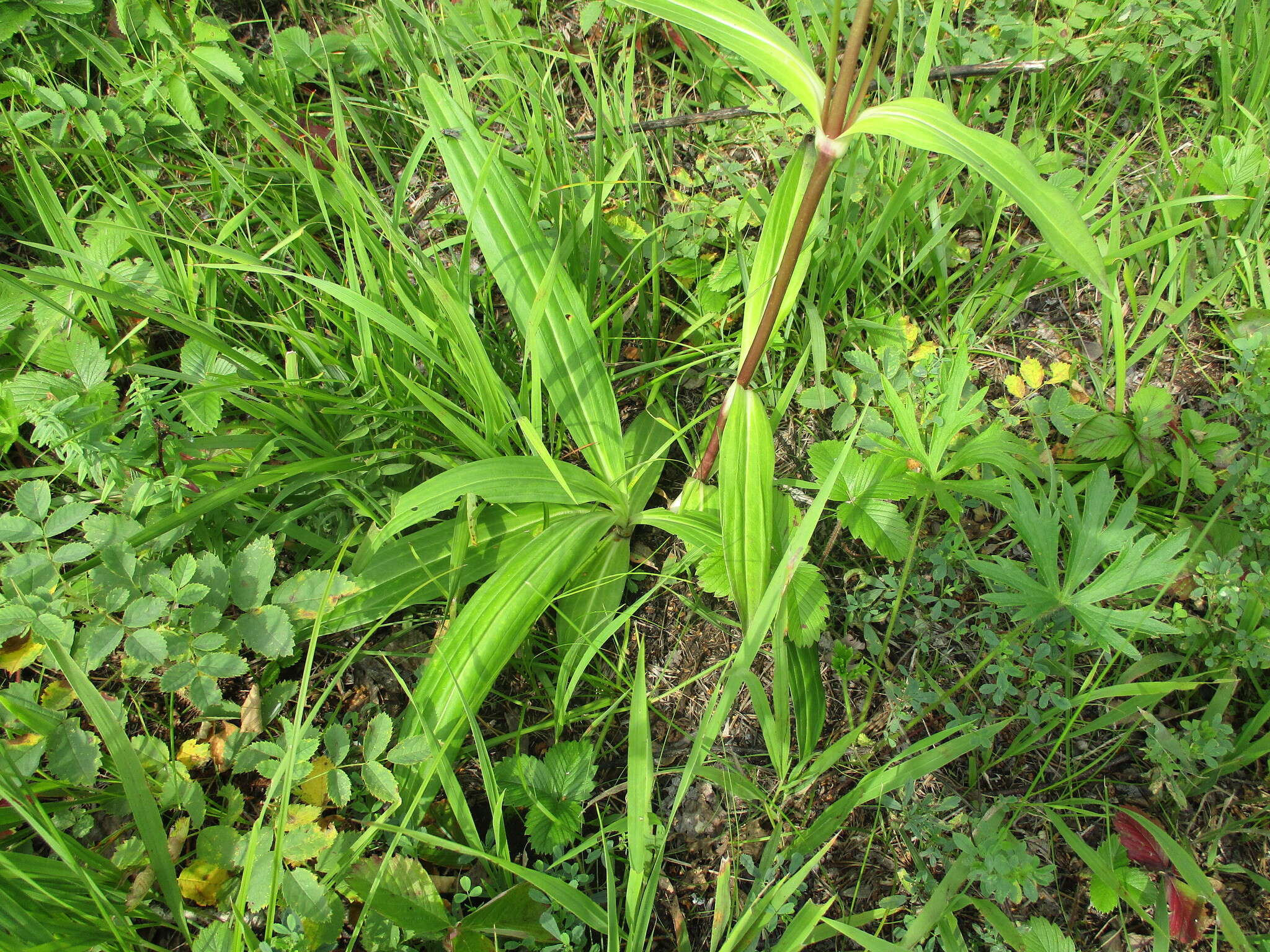 صورة Gentiana macrophylla Pall.